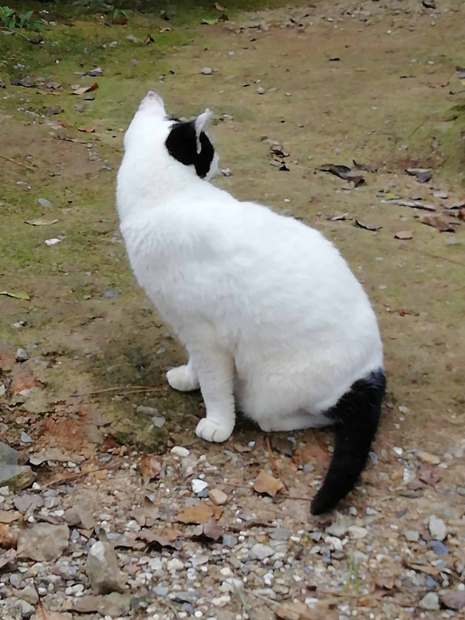 神社neko on X: 