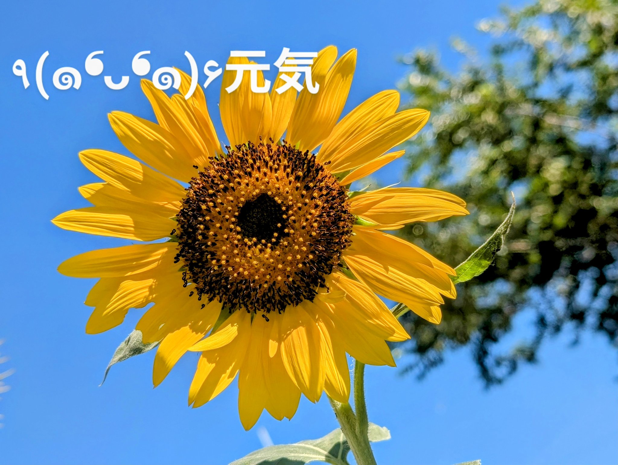 はなふぉと - অনুসন্ধান / X