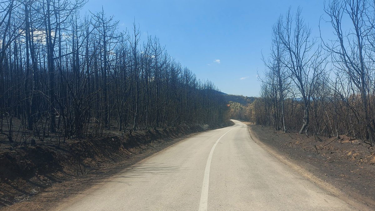 DooNigan's tweet photo. Danas na putu za Dubovo i borova šuma pored puta... https://t.co/P02ZaWLgfn