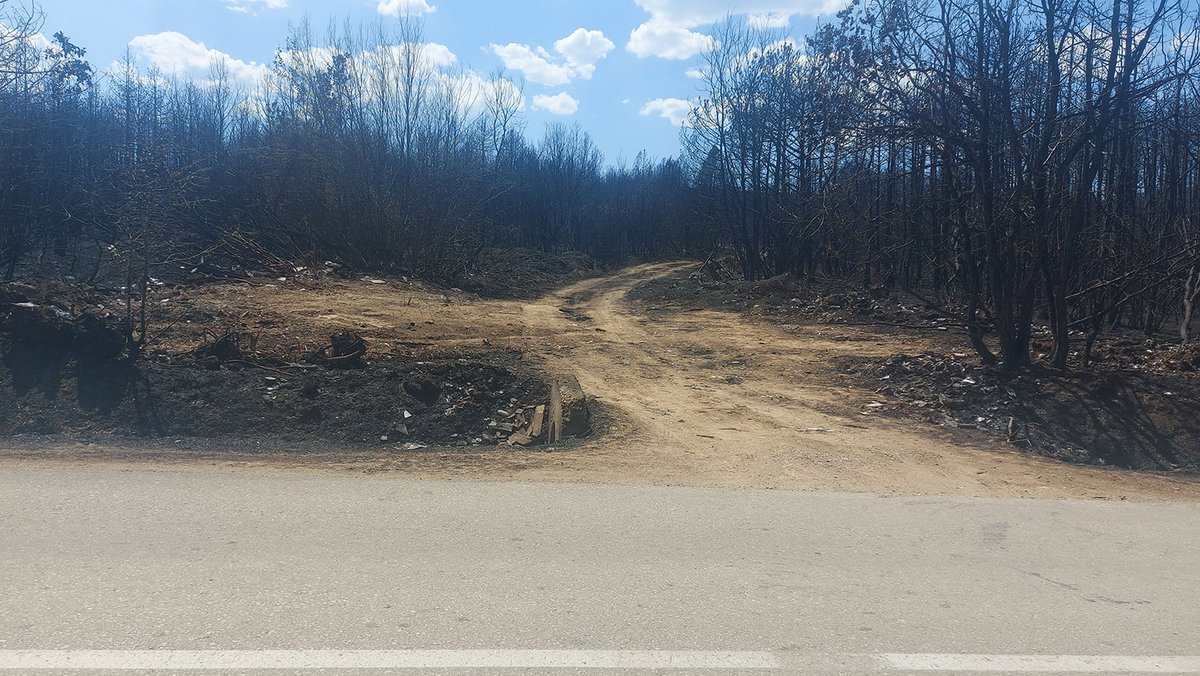 DooNigan's tweet photo. Danas na putu za Dubovo i borova šuma pored puta... https://t.co/P02ZaWLgfn
