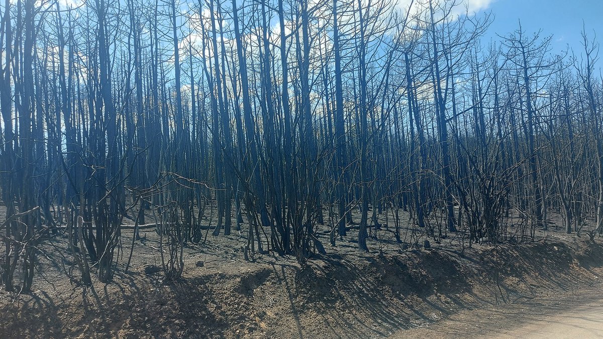 DooNigan's tweet photo. Danas na putu za Dubovo i borova šuma pored puta... https://t.co/P02ZaWLgfn