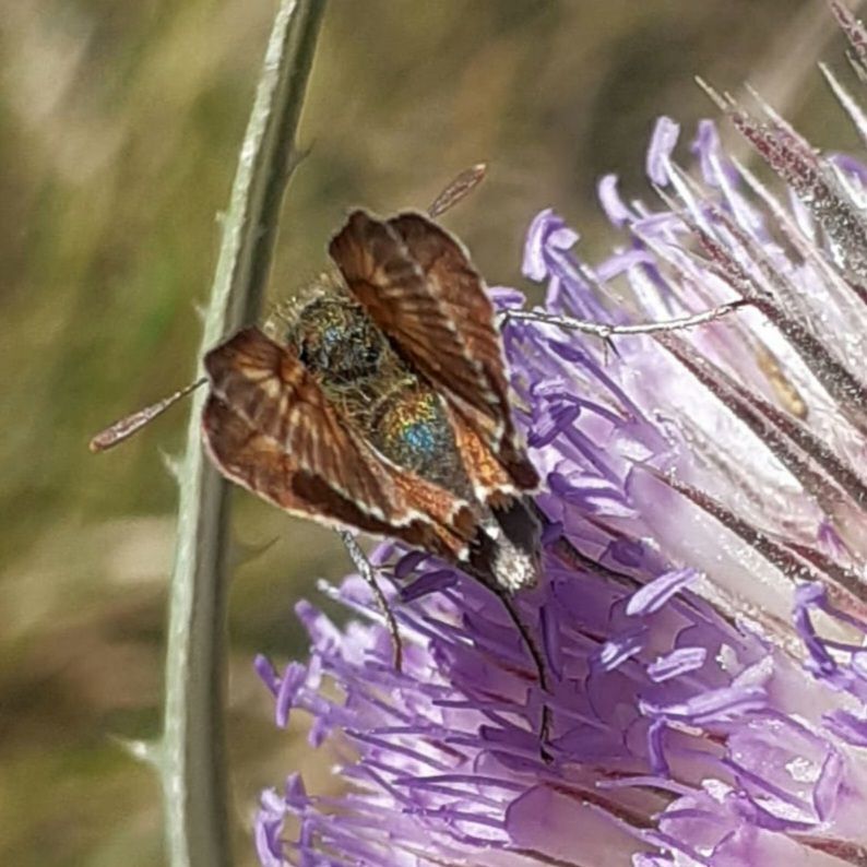 Today I learned that Lulworth Skippers have an iridescent green sheen to their bodies #UKButterflies