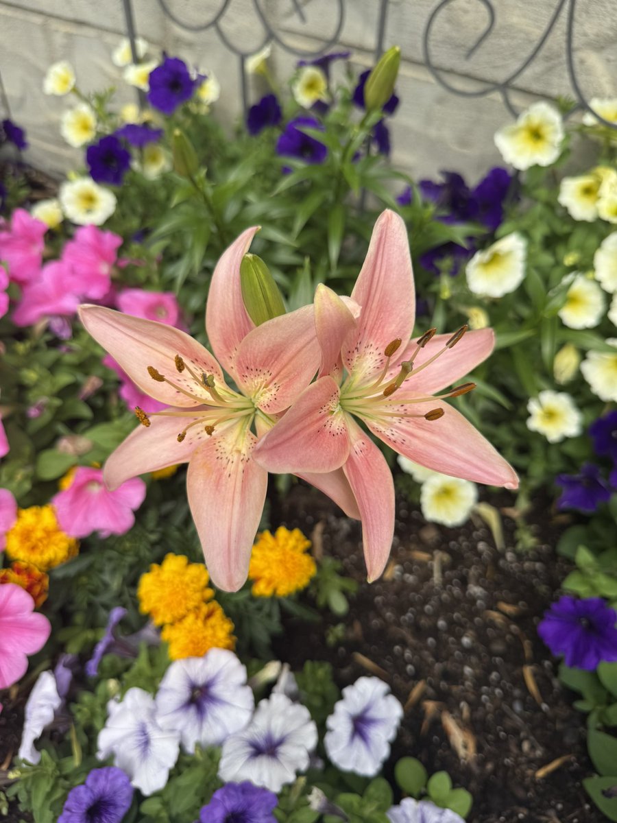 My Flowerbed Filled in Beautifully and my Lillies are finally blooming 🌸🌷🌺