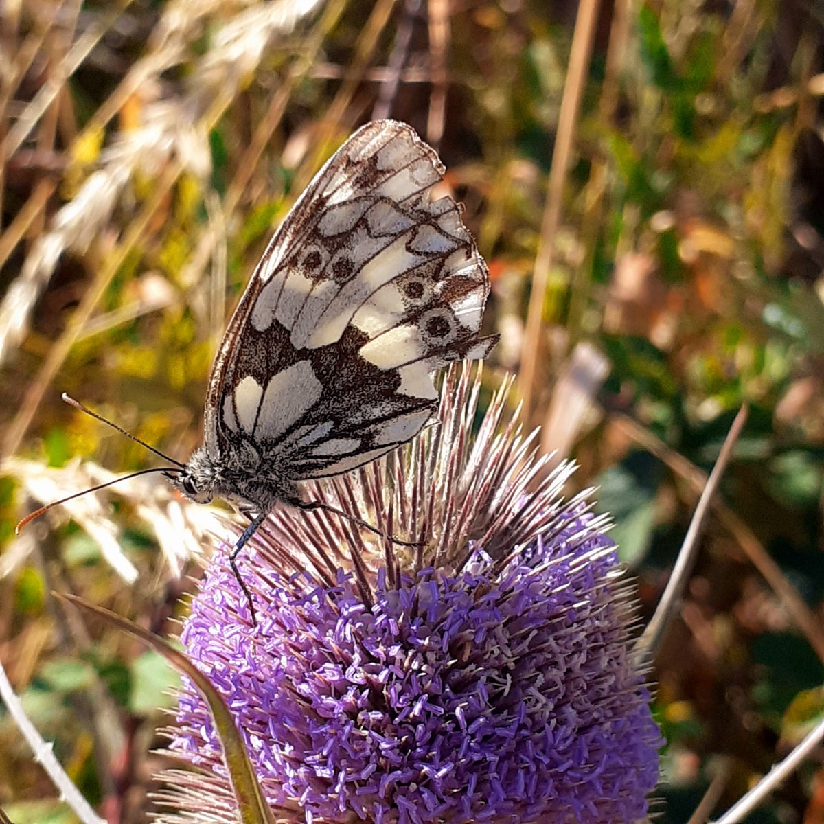 Today I learned that (some) Marbled White butterflies have a bright blue iridescence on the thigh of the mid-leg #ukbutterflies - but it doesnt show well in myphotographs
