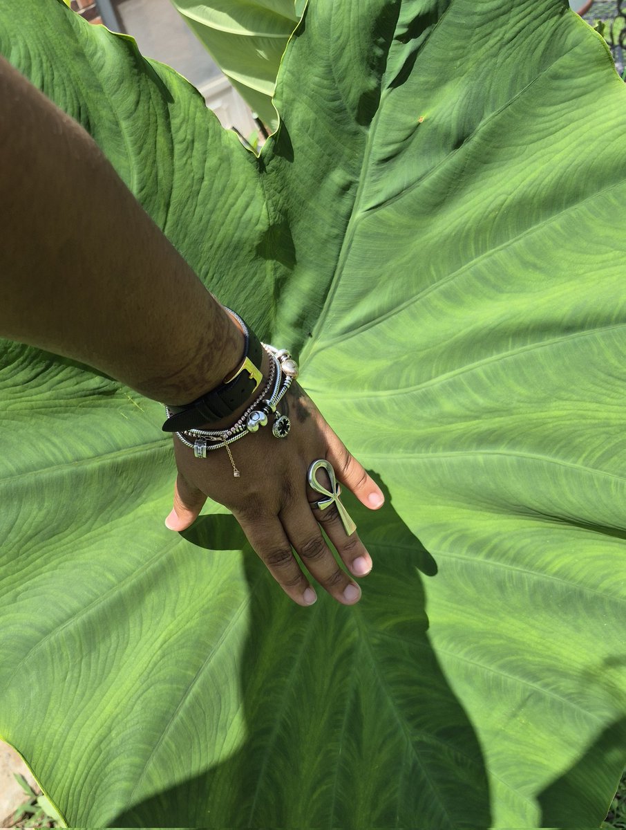 ItsSemoneDuh's tweet image. Its soooo beautiful 😍 🤩 

#elephantear #plants