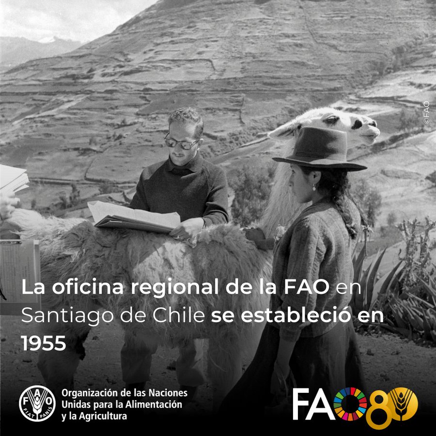 FAO Paraguay (@faoparaguay) on Twitter photo En 1955 se estableció en Santiago de Chile la Oficina Regional de <a href="/FAO/">Food and Agriculture Organization</a> para América Latina y el Caribe 🌎, marcando el inicio de una labor clave para impulsar la producción agrícola, combatir el hambre y fortalecer la cooperación regional #FAO80
fao.org/americas/80-an… En 1955 se estableció en Santiago de Chile la Oficina Regional de <a href="/FAO/">Food and Agriculture Organization</a> para América Latina y el Caribe 🌎, marcando el inicio de una labor clave para impulsar la producción agrícola, combatir el hambre y fortalecer la cooperación regional #FAO80
fao.org/americas/80-an…