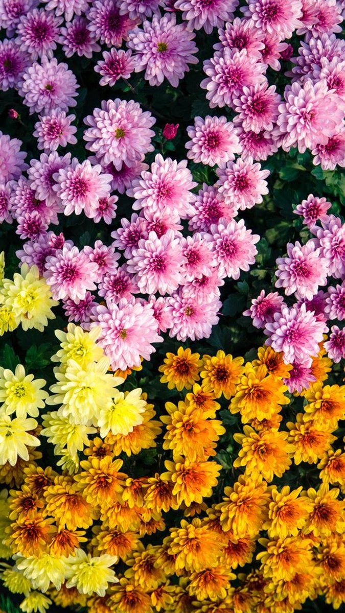 #flowers #photography #summer #happy #haveaniceday 

Happy Monday  ☀️  🌺🌺🌺
Have a Nice Day  ❤️ 🕊️ 🫶😃👍