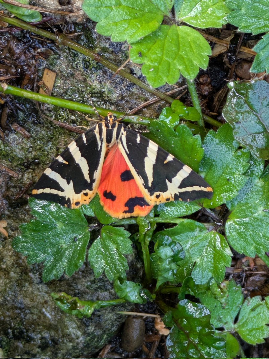 TimPashley's tweet image. Jersey Tiger Moth. South Hampshire 😊