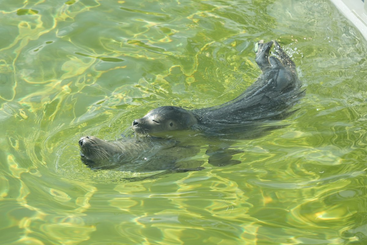 ijsje_ice_cream's tweet image. 男子チームは水しぶき、
女子チームは夢の中。
夏の午後、どっちも最高!
Splashing and crashing, the boys go wild.
Snoozing and cruising, the girls stay styled.
Two moods, one pool.
(WEC Fase 3 / Pool 20)
#アザラシ幼稚園
#zeehondencentrum
#WECWaddenzee
