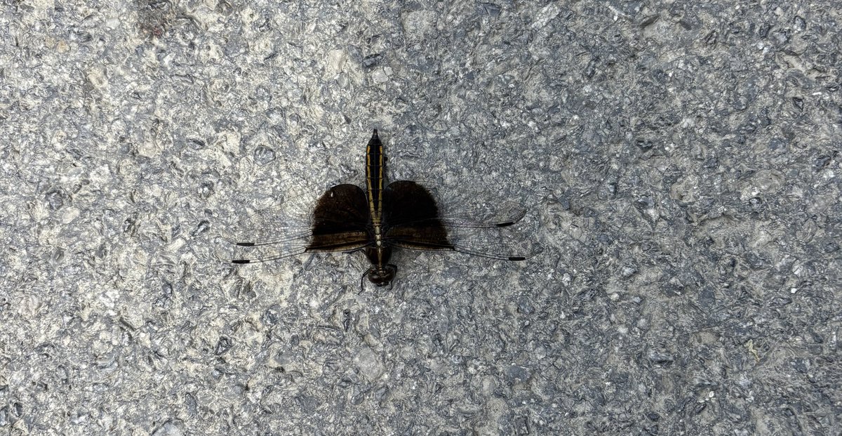 such a beautiful little guy