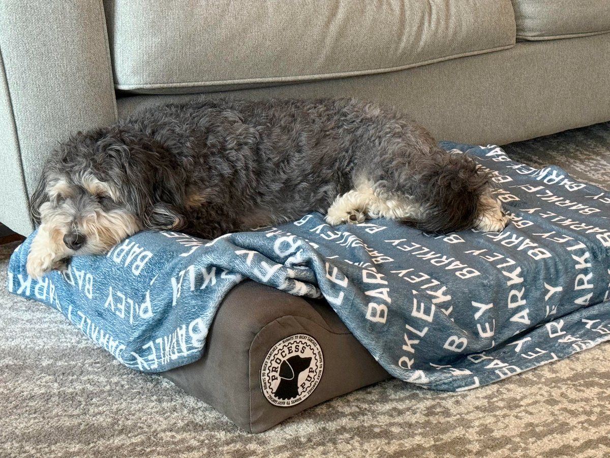 RTRSPodcast's tweet photo. A new @bigbarkerusa Process Pup! This is from Russell: Barkley the Bernedoodle was re-homed from a family outside of New York a  few years ago. Barkley proves  second chances hit different in Philly. Now thriving in his forever home, he enjoys naps on his Barker bed dreaming of chasing  tennis balls down Broad Street.