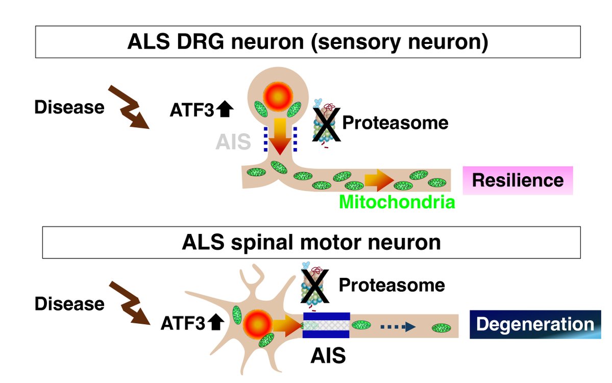 Brain1878's tweet image. Tra et al. propose that the resistance of sensory dorsal root ganglion neurons to ALS pathology may be due to the absence of a typical axon initial segment. tinyurl.com/3cbad7kv