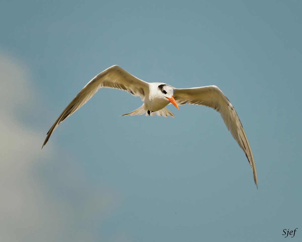 ItakeBirdPics's tweet photo. Royal Tern
Quintana Jetty in Texas, USA. 07/12/2025 #royaltern #tern #birdinflight #NaturePhotography https://t.co/zhgv9H8k03