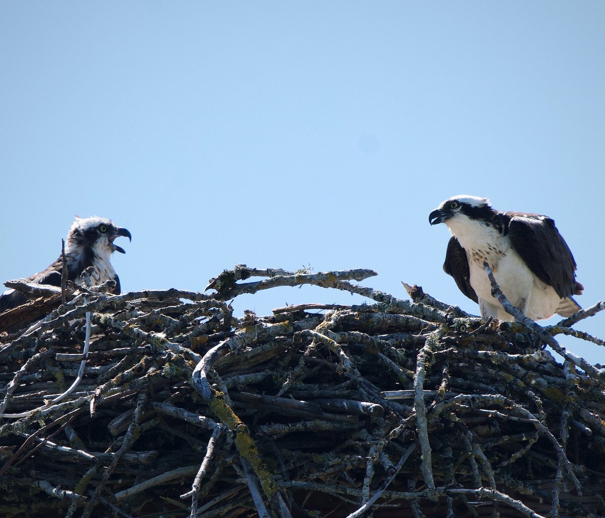 sgehringdesign's tweet photo. the parent and child osprey. At some point the children have to leave the nest..
#Osprey #BirdsofPrey #WildlifePhotography #Raptors #BirdWatching #NatureLovers #OspreyNest #BirdsofInstagram #NestingBirds #NaturePhotography #Skywatch #FeatheredFriends #BirdLovers #OutdoorLife https://t.co/NdPHBH0YsI