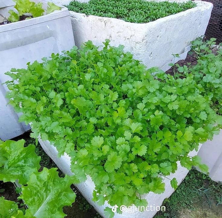 RightCohen's tweet photo. Home gardens flourish with consistent care! Water your vegetables in the early morning or late evening to reduce evaporation and ensure deep root penetration. Little efforts, big harvests! 🥕🥬
@ManishimeH1
#HomeGardening
#VegetableTips
#EatYourVeggies
#LetsFarmTogether https://t.co/l3ELUiWi8i