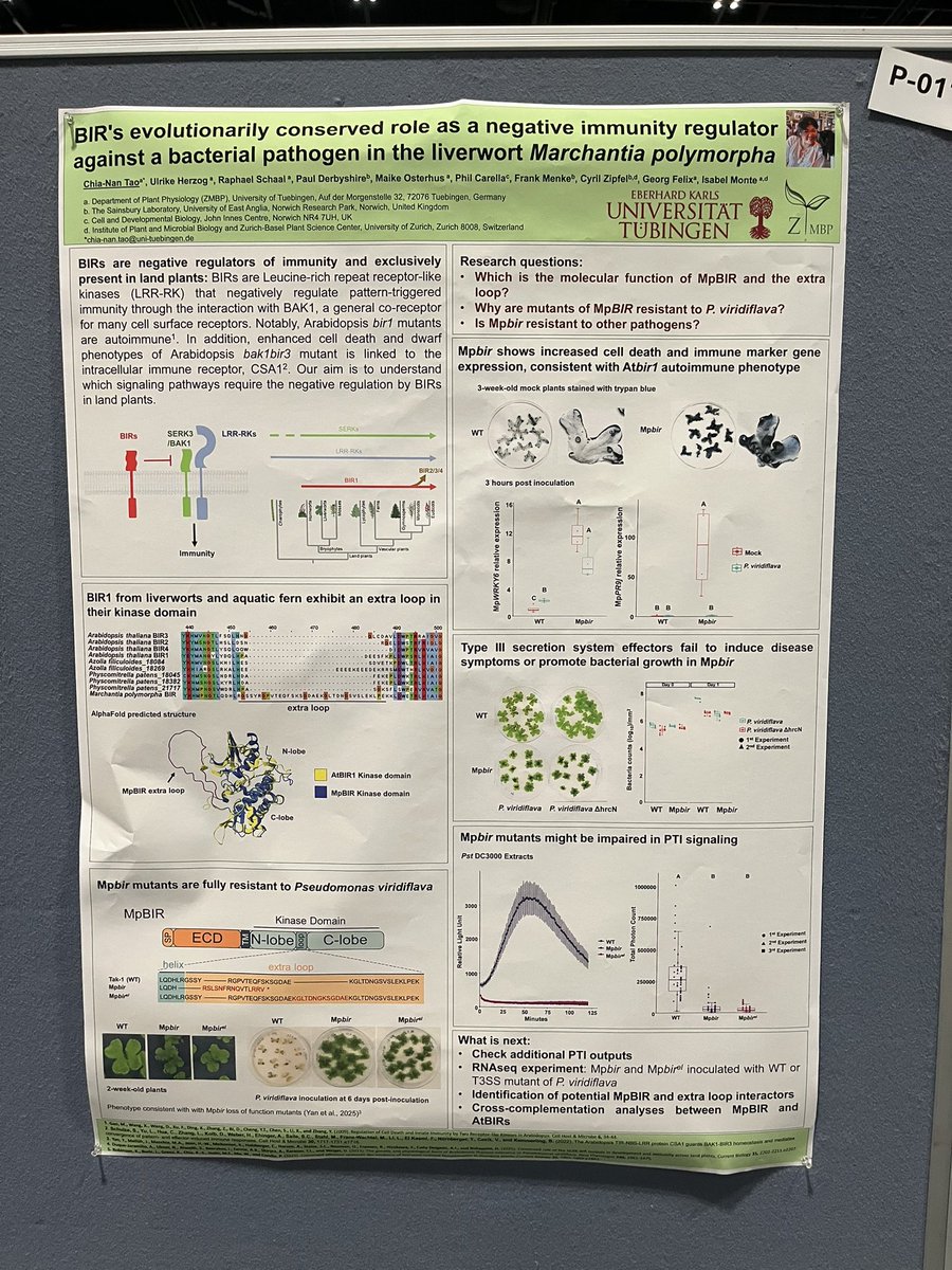 Chia nan Tao (@chianantao1) on Twitter photo I will be there present my poster at tomorrow’s poster session. Find me at P-011 where I will tell you about the story of Marchantia BIR protein and how may it help plant fighting against evil bacteria.
#2025ISMPMI I will be there present my poster at tomorrow’s poster session. Find me at P-011 where I will tell you about the story of Marchantia BIR protein and how may it help plant fighting against evil bacteria.
#2025ISMPMI
