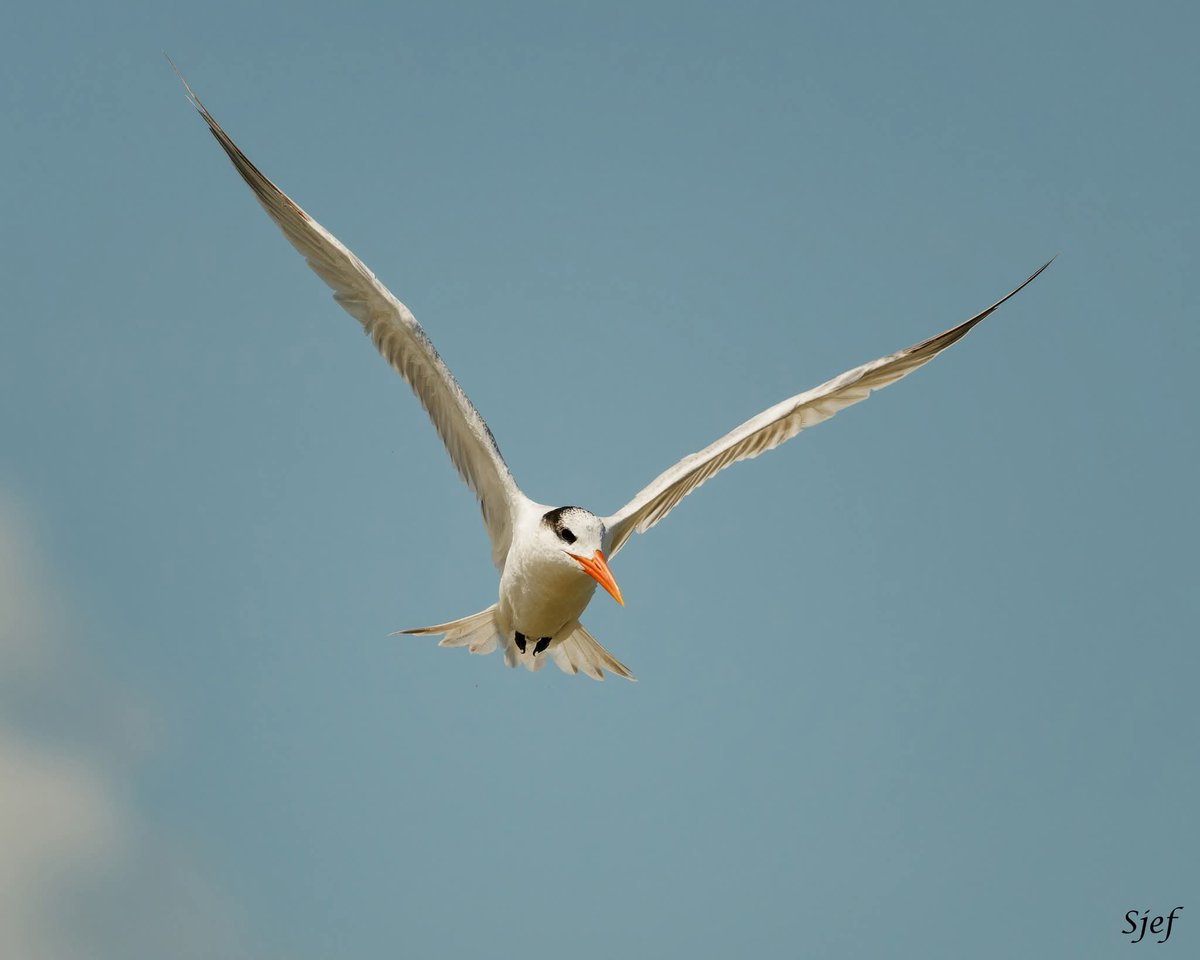 ItakeBirdPics's tweet photo. Royal Tern
Quintana Jetty in Texas, USA. 07/12/2025 #royaltern #tern #birdinflight #NaturePhotography https://t.co/0JM0MHOxUc