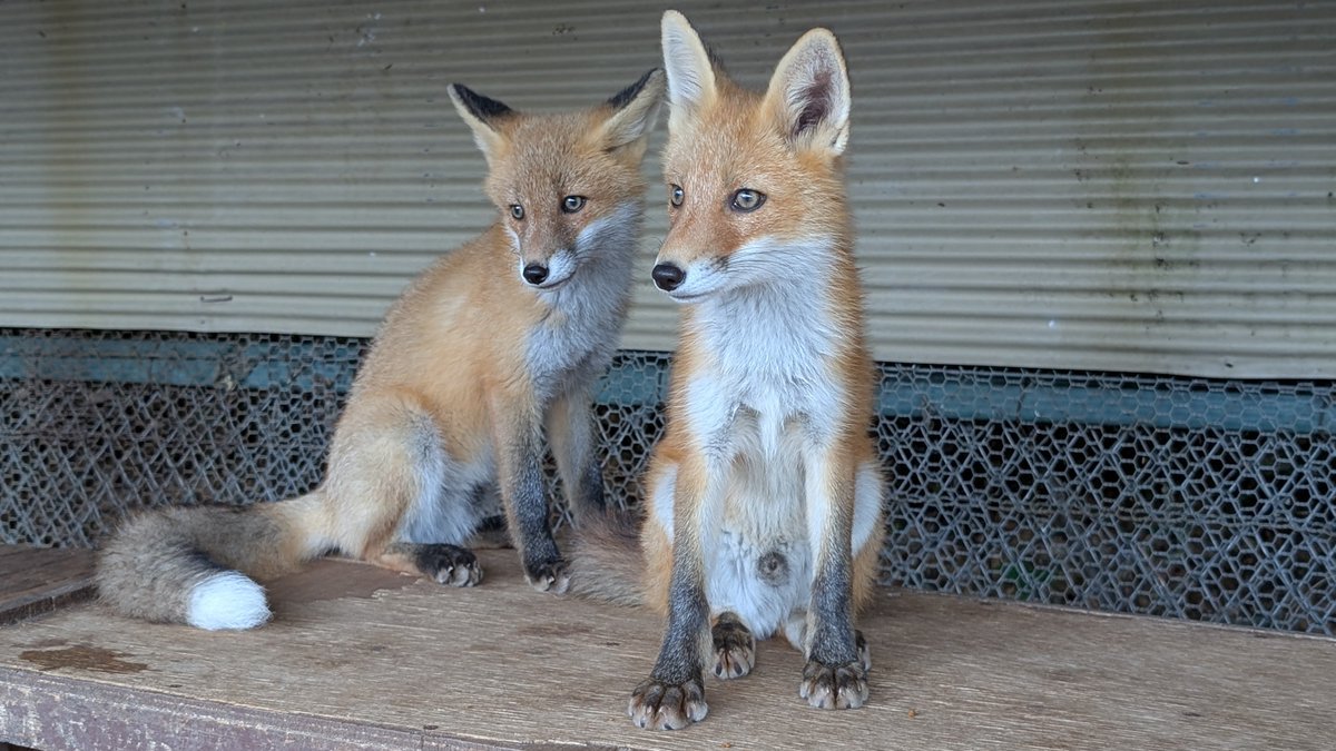 kitakitsunefarm's tweet image. 同い年だけど…らく♂(甥) たいしょう♂(叔父)です
#北きつね牧場 #キタキツネ #こぎつねハウス