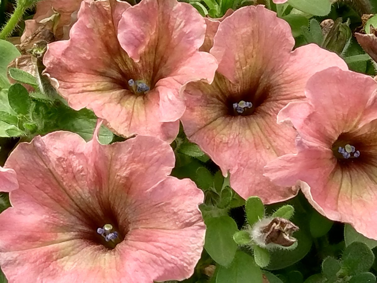 TQWiIBJQfiwsbHk's tweet image. おはようございます。
今日は晴れ☀ますが、お天気は下り坂で段々と雨☔が降り出します。一時的に雷⚡を伴ってザッと強く降る恐れもあります。夜は本降りの雨☔となりそうです。
写真は左がペチュニア チェリー&ブロッサム。右がビバ カプチーノ ビザズです。