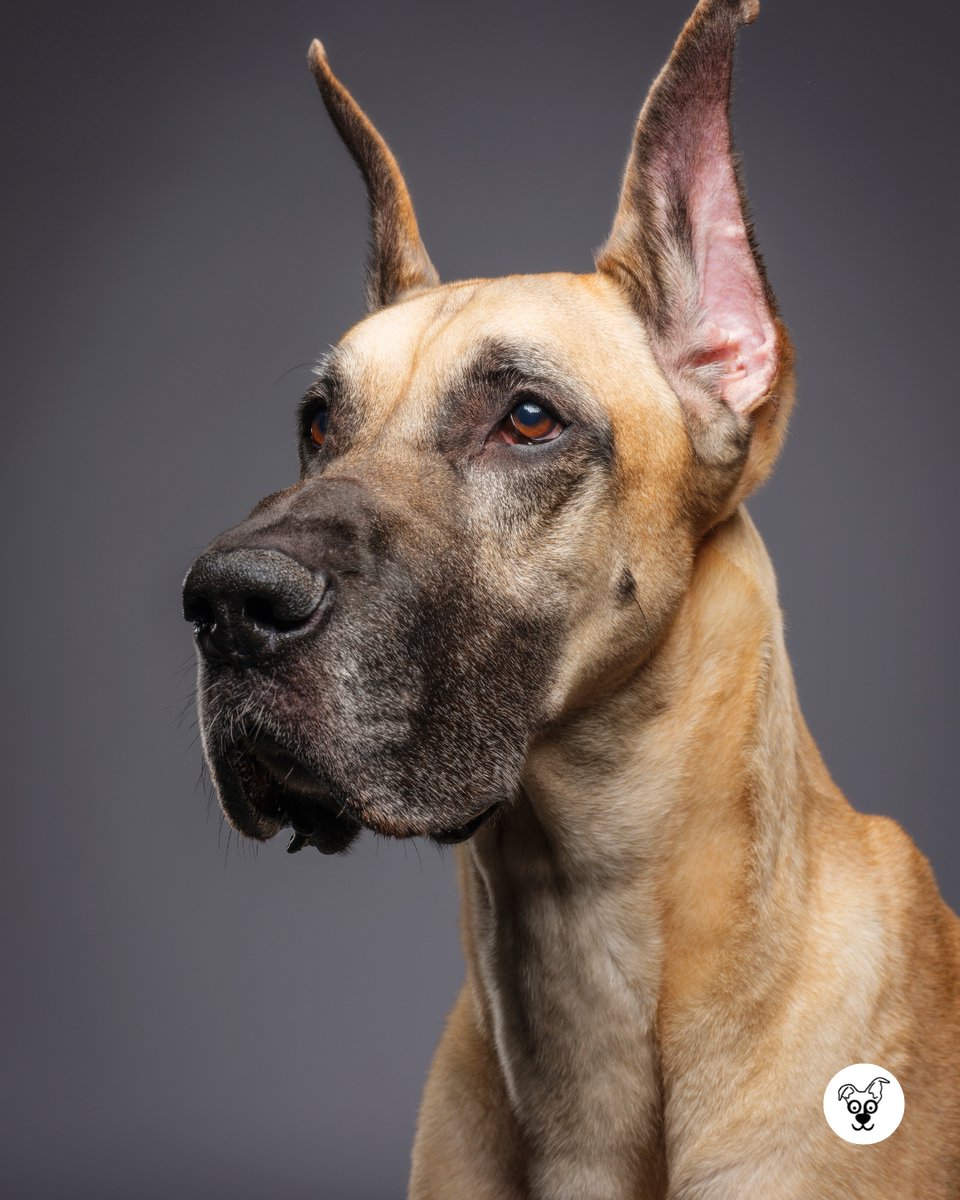 thesopawsome's tweet photo. Living large and loving it. 👑 #LivingLarge #GreatDaneSize #DaneLife #BigDogProblems #DaneGram https://t.co/6rG7meV6x9