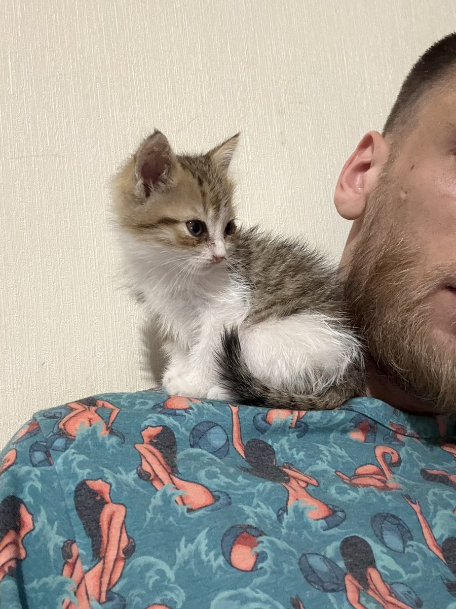 0xS1mpl3r's tweet image. New member family - Karry 
I think he’s a parrot, not a cat 😆
