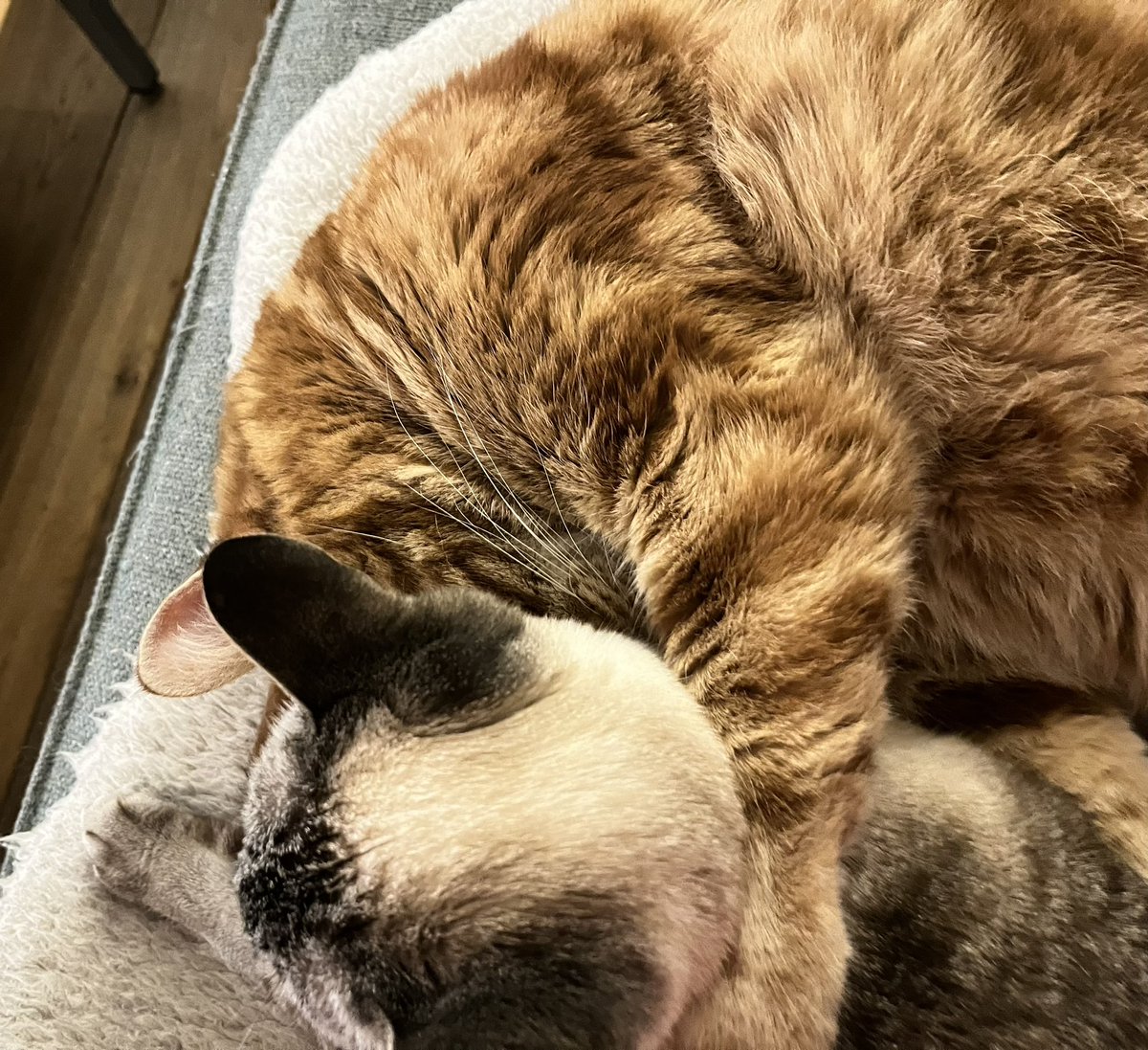 Sleep sleep snuggle