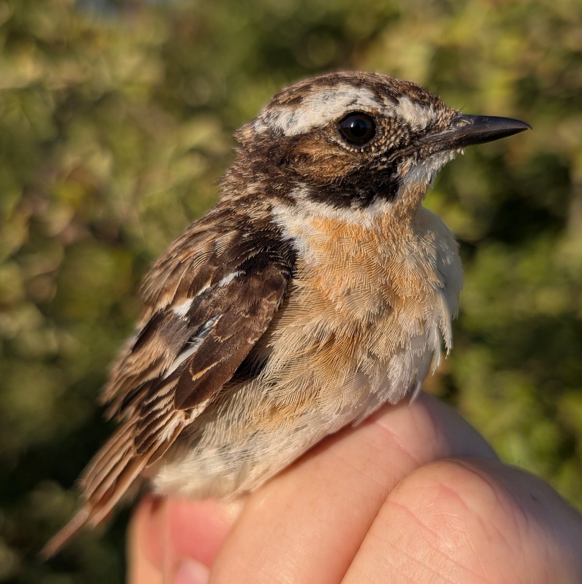 mattthesparrow's tweet image. We are having a good year for Whinchats, and it is particularly good to retrap some from previous years. Today we retrapped a male at 4 years old and a 2 year old female. The male is quite shabby now that he is moulting. Today we ringed the first fledged juv of the year - lovely!