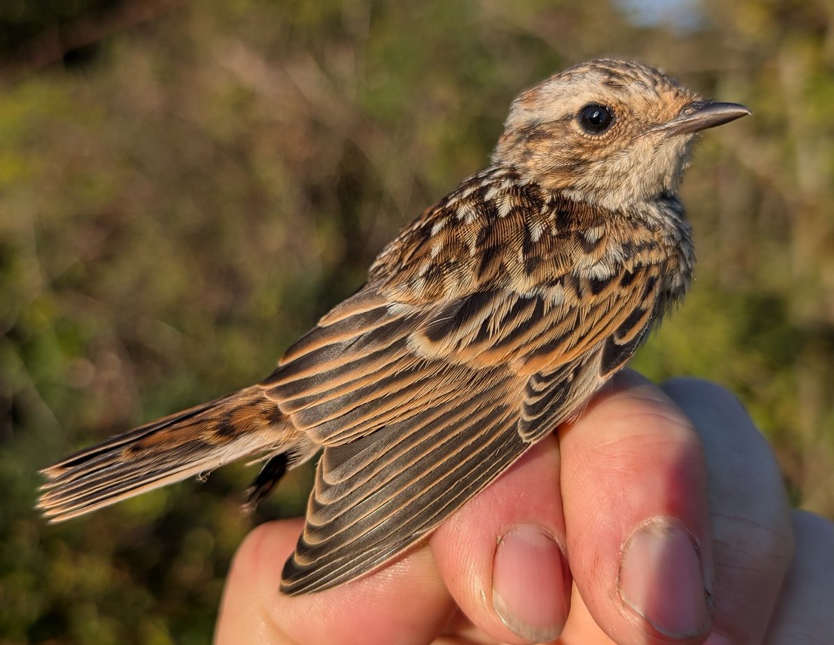 mattthesparrow's tweet image. We are having a good year for Whinchats, and it is particularly good to retrap some from previous years. Today we retrapped a male at 4 years old and a 2 year old female. The male is quite shabby now that he is moulting. Today we ringed the first fledged juv of the year - lovely!