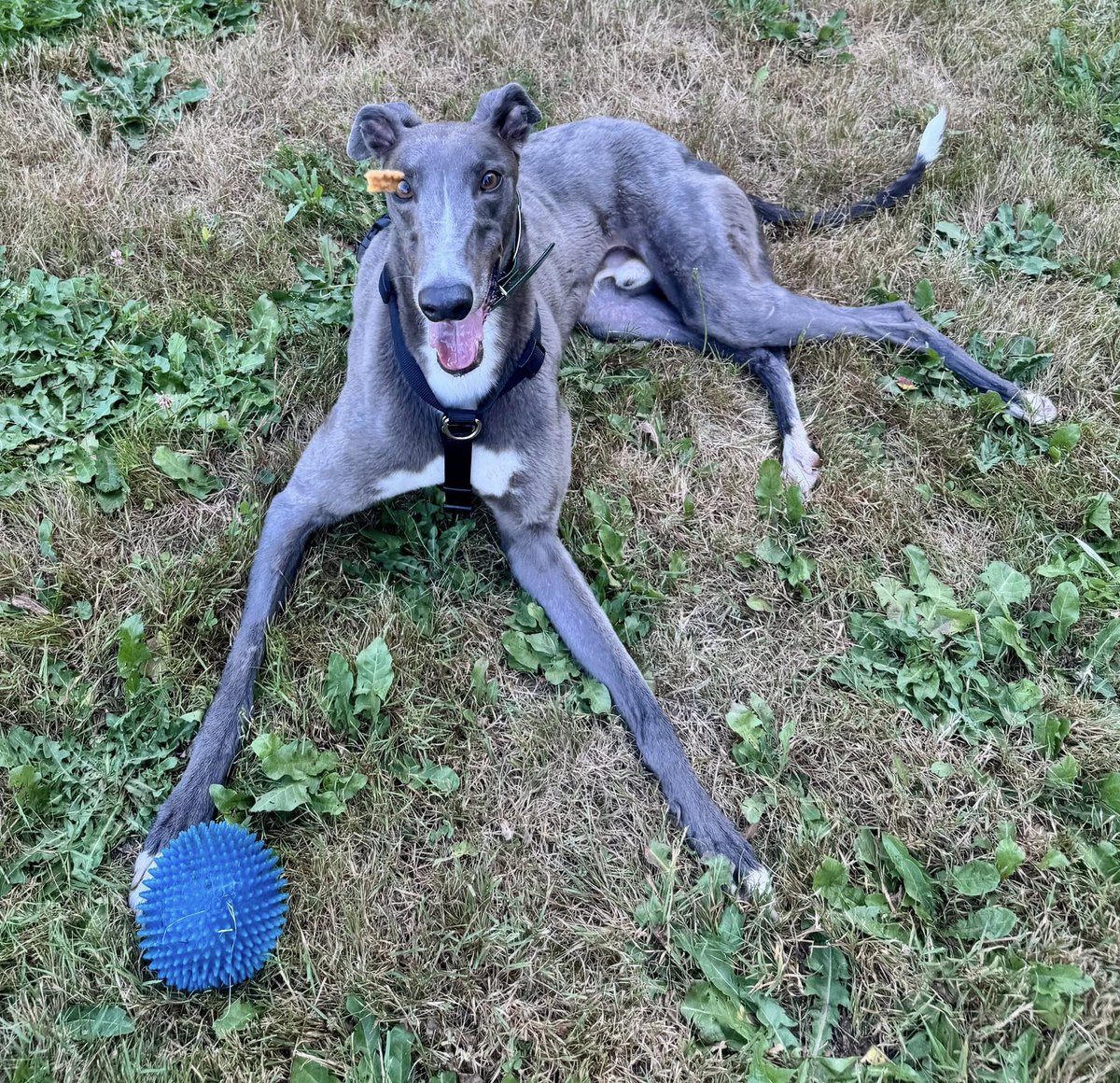 GPI Sunday Available Dog Report ~ Brightwater walk w/DRIVE, BLAKE, MIRICAL, PRISMO, SARABI, ROCKY, ORLA, PRIME, JACKO &amp; ANNIE. At the kennel, Margaret &amp; Chris were busy getting other dogs out for romps in the kennel park. LAKE, JET, PANDORA, TIFFANY, HEART, JACK, JONATHAN  /1
