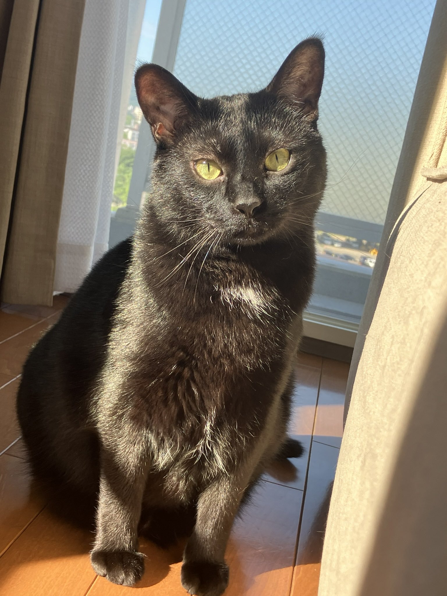 黒猫とOL on X: 