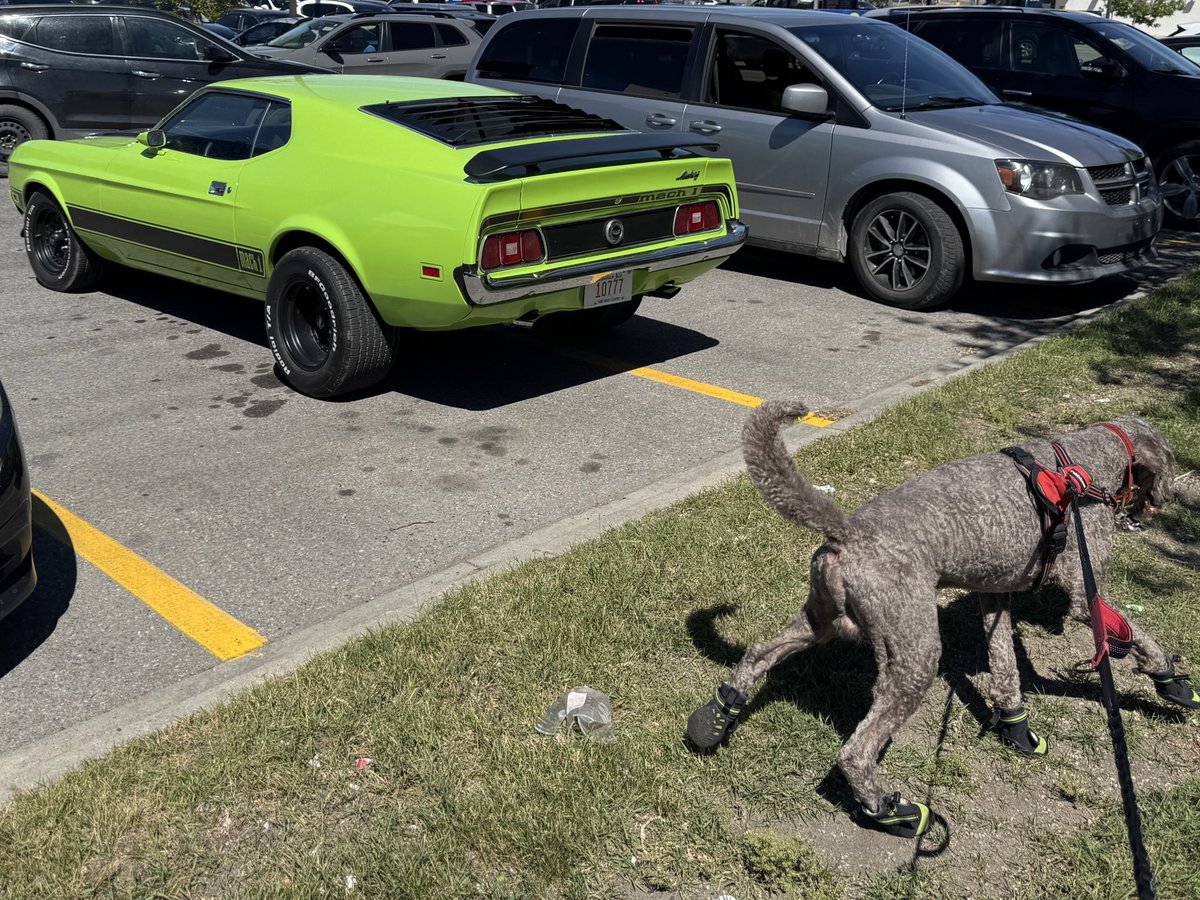 Ryan_the_Spoo's tweet image. We walked by this gem today. #carspotting #spoo #spooinboots #mustang #mach1
