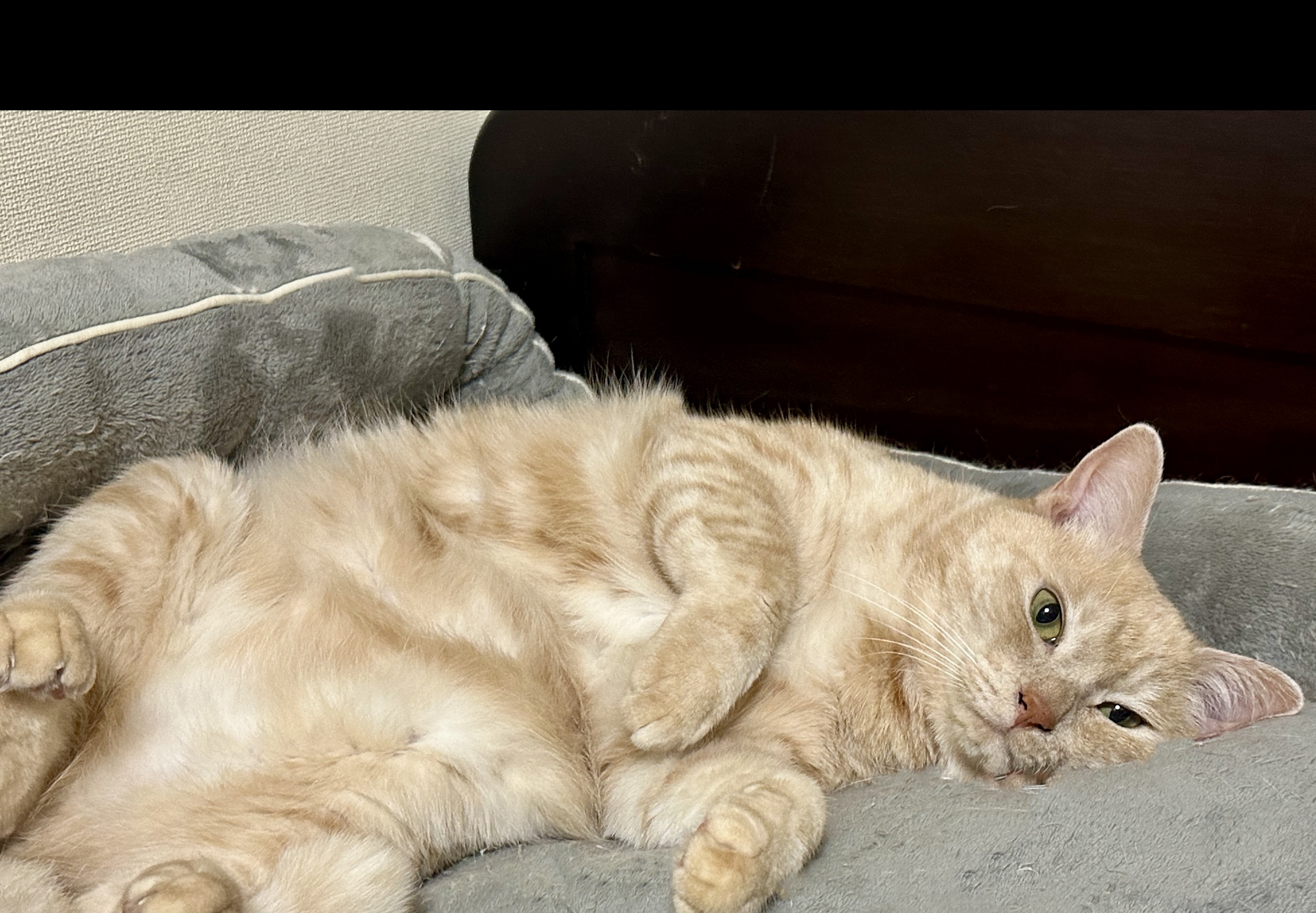 a_Cheshire--cat on X: 