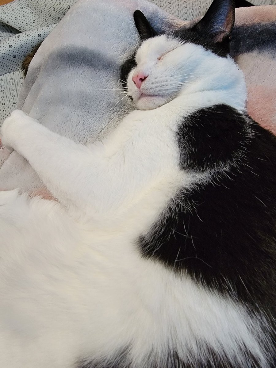 Happy and relaxed #cats