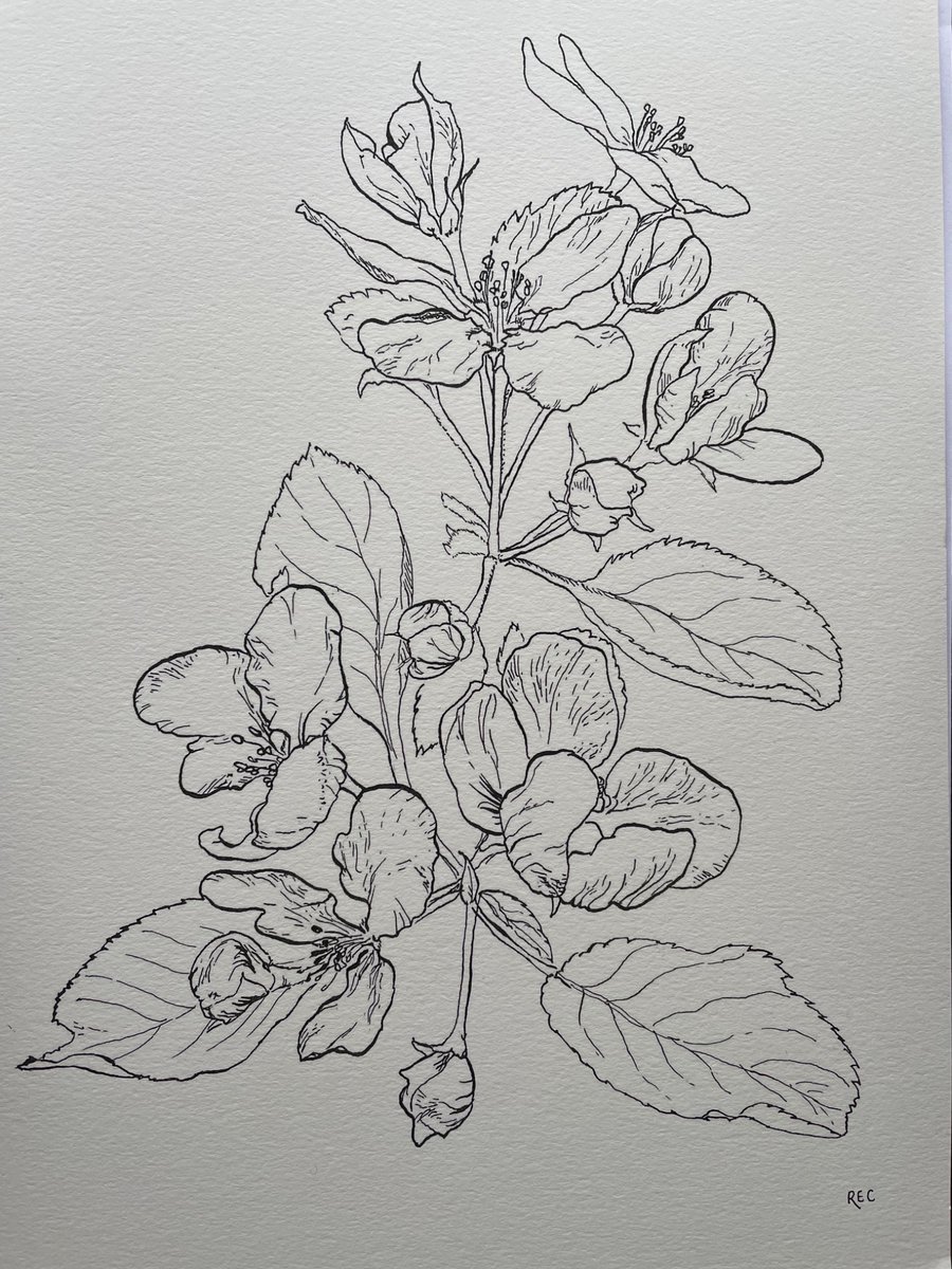 Boosting 🕊️. 

I am still offering art in return for donations to Rola and Duaa’s campaign. Current details are at linktr.ee/rachelconnor