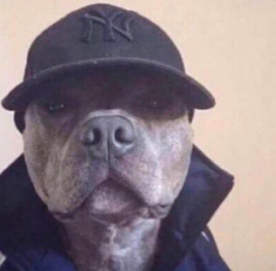 Стиви како го гледат братот шо шетат пудла