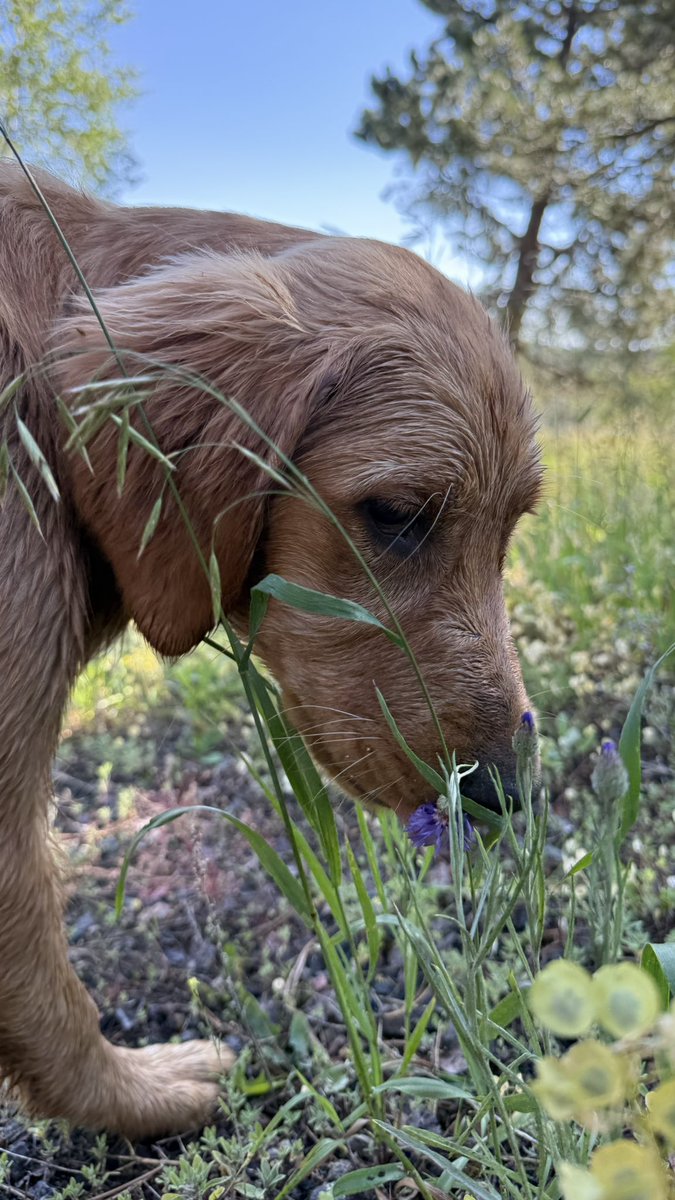 TheOSUBuckeye09's tweet image. Sometimes you just need to stop and sniff the flowers… also, I had to pee so perfect cover story for stopping, hooman suspected nothing. #goldenretriever
