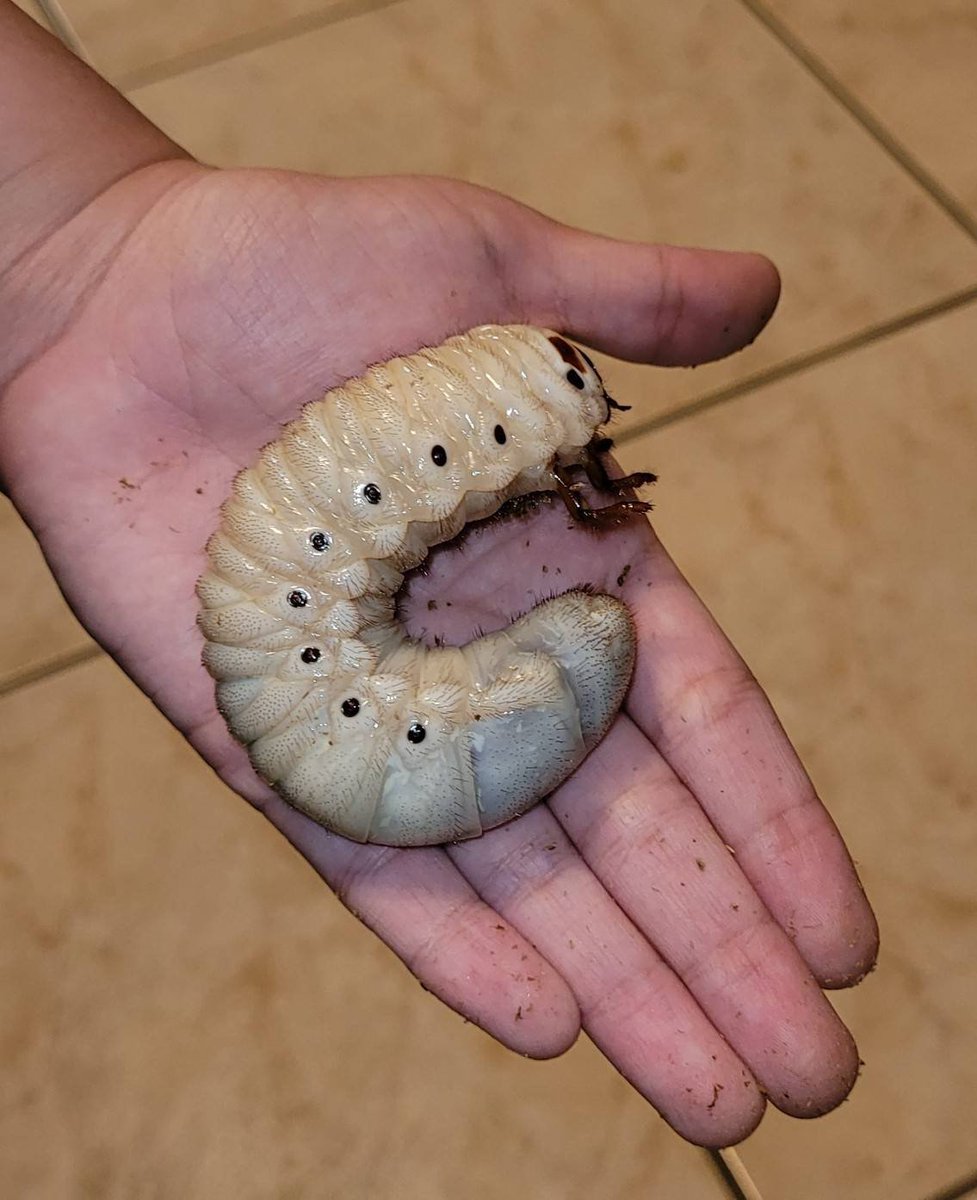 🪲 tytori // #1 BUG MUNCHER 🪲 tweet media