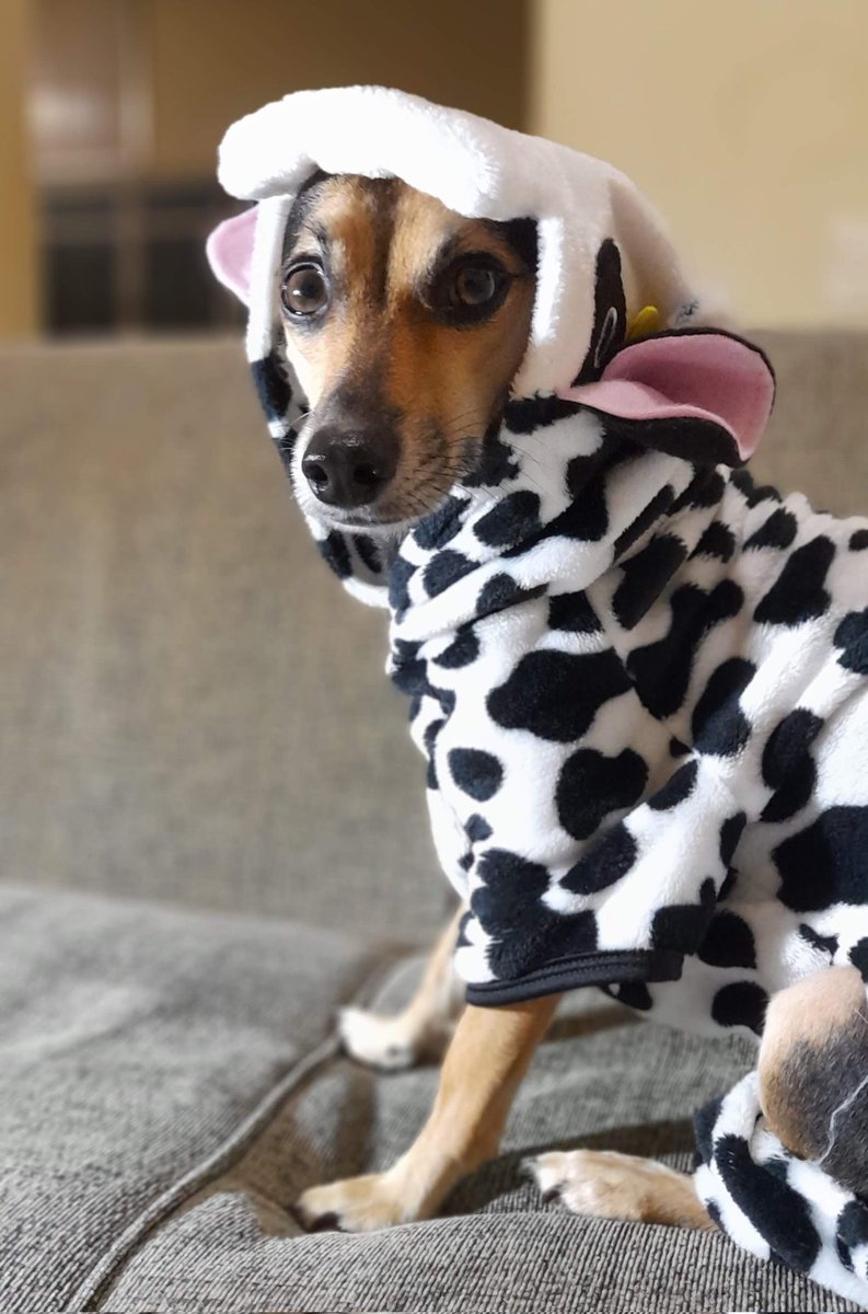 sininho_charmo's tweet photo. No inverno ficamos mais elegantes...eu no meu Pijama de Vaquinha pelo menos estou quentinha 😁 #pet #inverno https://t.co/Sl2oGD4LhQ