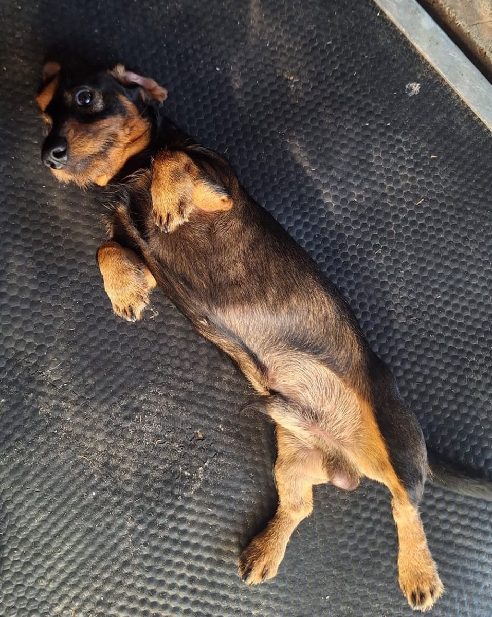 Who’s gonna tell him he doesn’t have to lie down to feel it through his whole body with Whole Body Vibration (WBV)… but look at that face — we’ll let him have his moment. 🐶🥰

#VitafloorVibes #WholeBodyVibration #HappyPup