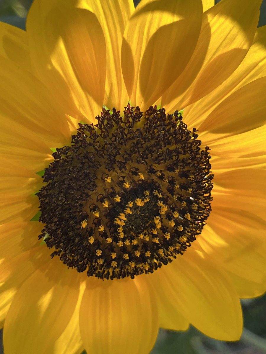 ✲ﾟ*•(*･ω･*)おはよう❣️
7/14月曜日☁️𓈒 𓂂𓏸〰️☔️
気温29℃
3日間☔️予報
そーいえばkape地方梅雨明けしてないんだったかな🤔
(꒪˙꒳˙꒪ )あれ？明けたかな？
今回の☔️は台風の影響とか🌀
酷くならないといいけど…

今日は『ひまわりの日』
1977年日本初の静止気象衛星
￼"ひまわり1号"