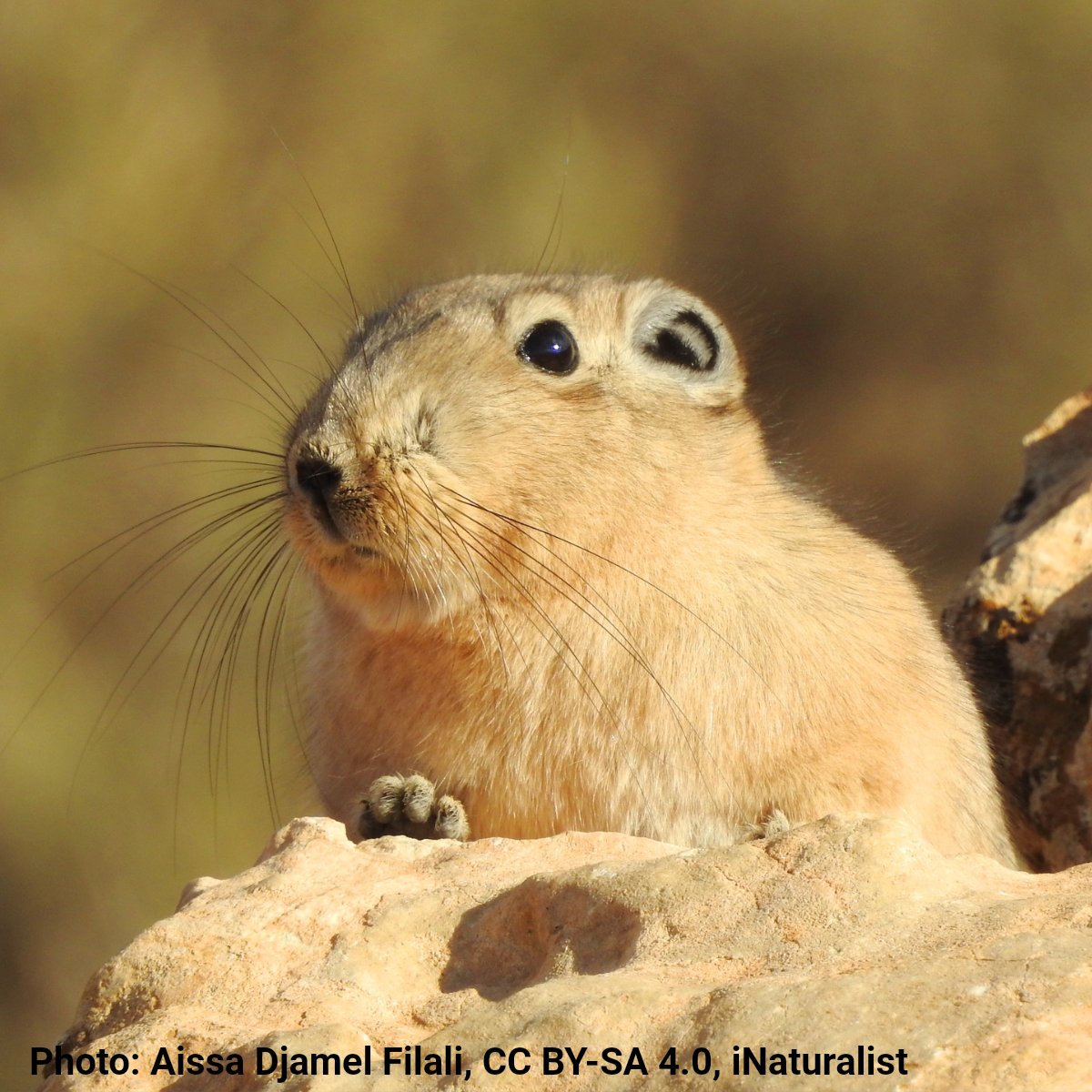 AMNH's tweet image. What does the gundi do for self defense? When frightened, it plays dead! Entering a trance-like state, this northern African rodent freezes, lays on its side, & stops breathing—sometimes holding its breath for a full minute. Scientists think "playing possum" confuses predators.