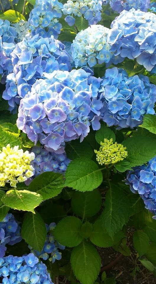 meviusu8's tweet photo. おはようございます。
今夜から雨、台風が迫ってるとは思えない朝

みなさま佳き一週間の始まりとなります様に！

♪The House Of The
              Rising Sun 1964
〜The Animals〜
https://t.co/ON4BJPCmGZ https://t.co/Et9DPe4xUM
