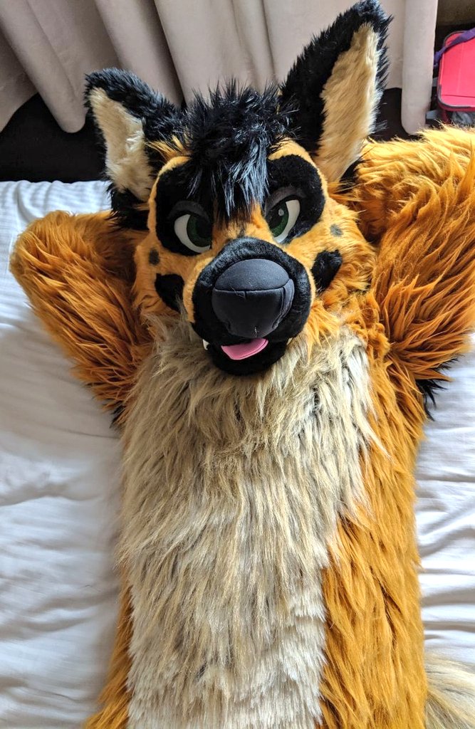 BenzoHusky's tweet image. Need snugs!? Dog is here ! Bark!
@Madefuryou