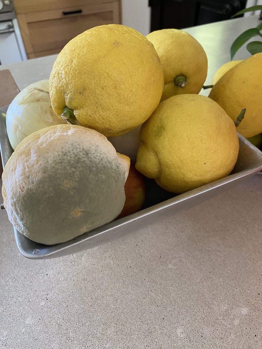 lori_huntsman's tweet image. This is what happens when I leave for a week 🍋 No one even noticed 😂 #impactretreat