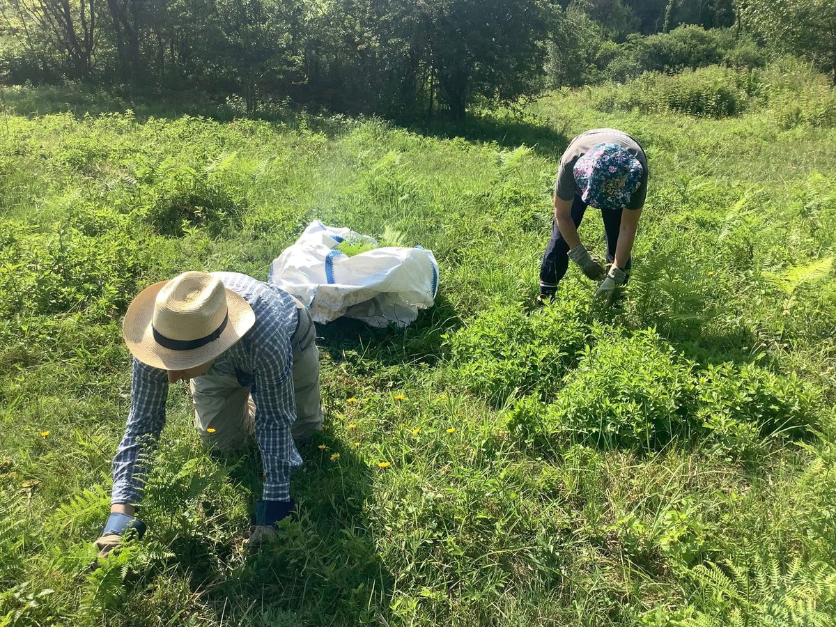 DalbyFriends's tweet photo. Beautiful morning in a secluded part of the forest at Rosekirkdale SSSI, where we returned for more habitat improvement with ranger Cath. The orchids were in full bloom too. https://t.co/bwyxs1h5o3