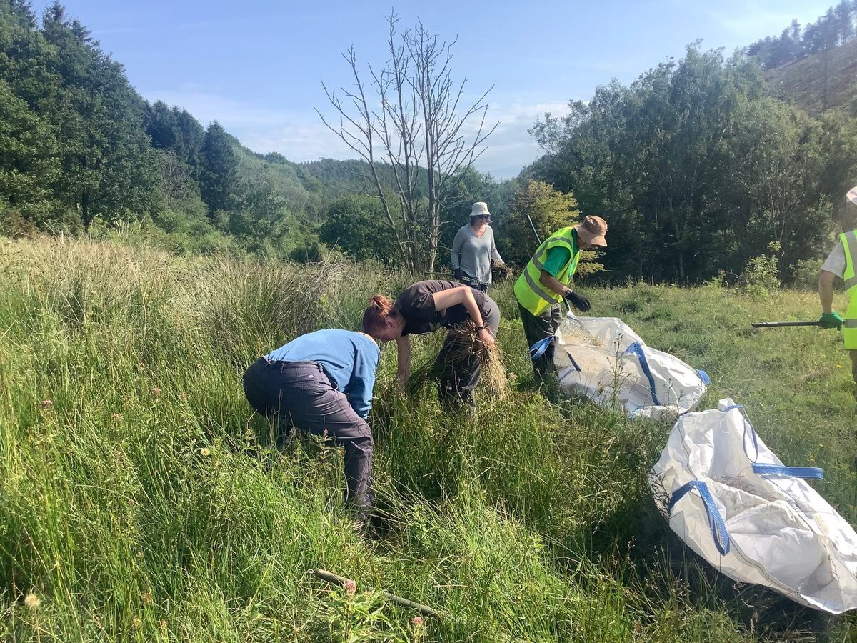 DalbyFriends's tweet photo. Beautiful morning in a secluded part of the forest at Rosekirkdale SSSI, where we returned for more habitat improvement with ranger Cath. The orchids were in full bloom too. https://t.co/bwyxs1h5o3