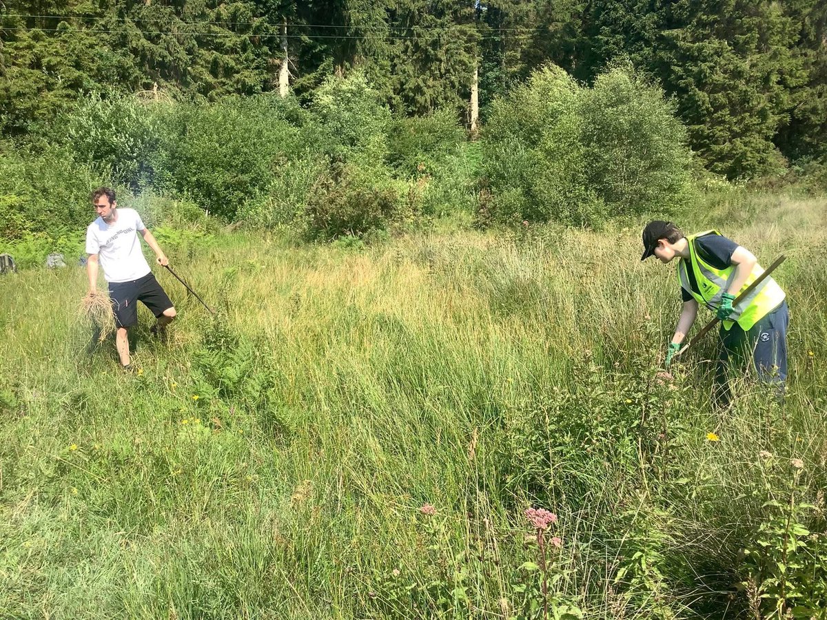 Beautiful morning in a secluded part of the forest at Rosekirkdale SSSI, where we returned for more habitat improvement with ranger Cath. The orchids were in full bloom too.