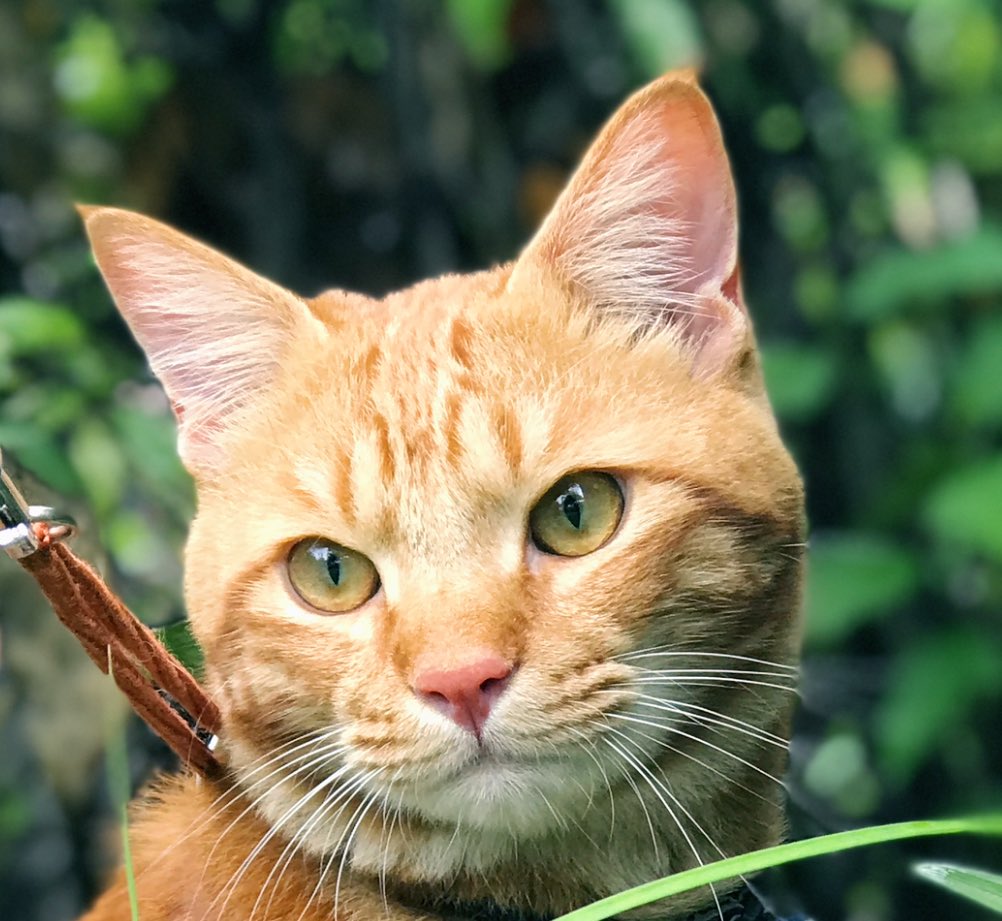 ご無沙汰です🌿　　　　　by🐯