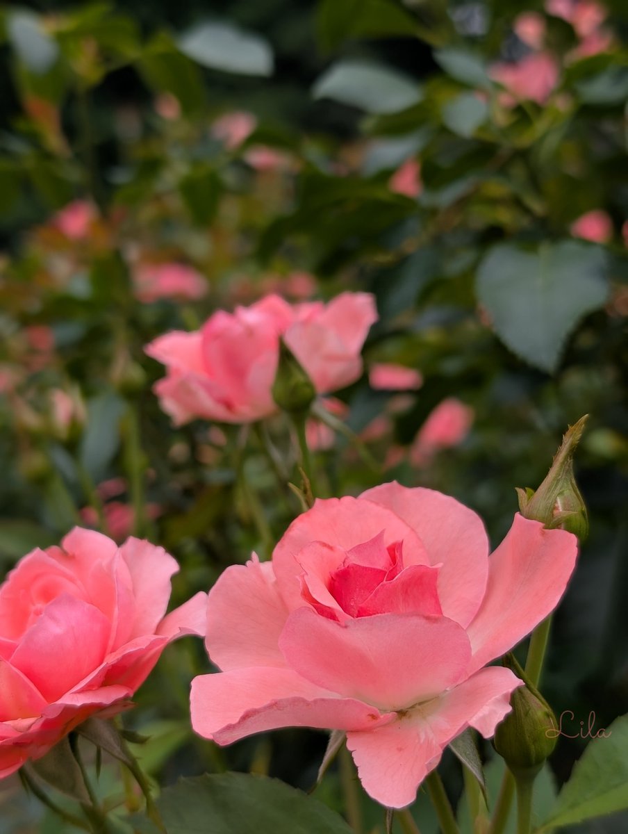 hanakapparine's tweet image. おはようございます🌹𓈒𓂂𓇬.
気温が高いのに綺麗に薔薇が咲いていました
台風の影響にお気をつけて
今週も体調に気を配りながら過ごしましょう‧*𖧷
#TLを花でいっぱいにしよう