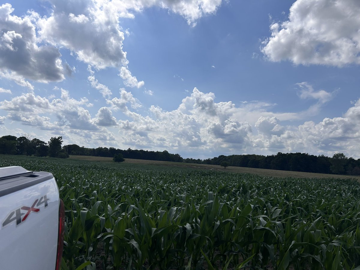 Corns above knee high.